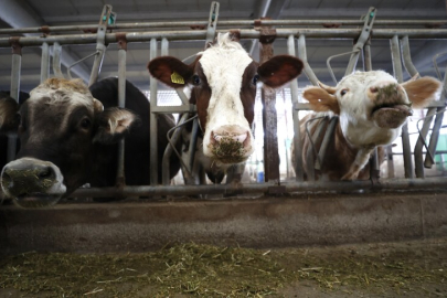 Çiftçi destek ödemeleri yattı mı, sorgulama nasıl yapılır? Bakan Yumaklı 350 milyon liralık ödeme detaylarını duyurdu!