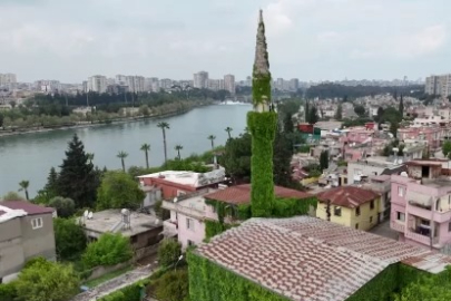 Gören bir daha bakıyor! Adana'da sarmaşıklar camiyi tamamen kapladı