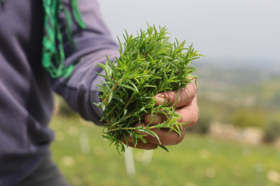 Hatay Altınözü’nde zahter hasadı başladı: Kilogramı 300 ile 400 TL arasında alıcı buluyor