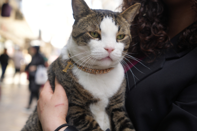 İzmit çarşısının maskotu 10 kiloluk prens'i