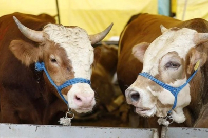 Saruhan Yağmur’dan Adana’da kurbanlık fiyatları uyarısı