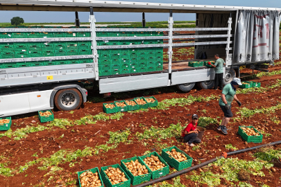 Adana’da erkenci patates hasadı başladı
