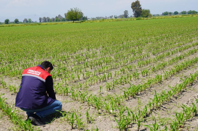Çiftçiyi endişelendiren görüntülerin ardından sevindiren haber