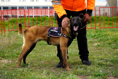 Enkaz altına umut olacaklar: “Asil” ve “Güneş” eğitime alındı