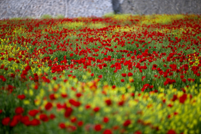 İlkbaharın gelmesiyle açan gelincik çiçekleri toprağı kırmızıya bürüdü