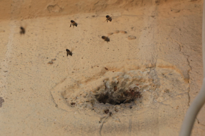 Sokağı arılar sardı, mahalleli sokağa döküldü! Antakya’daki arı oğulunun perde arkası