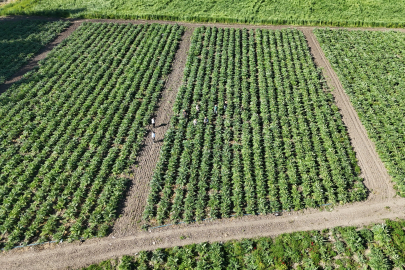 7 yıllık emek meyvesini verdi! Hatay’da 250 bin adet enginar hasat edilecek