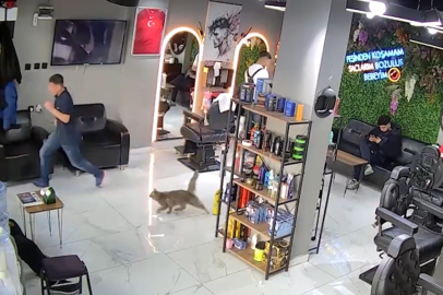 Anne kedi çırak berber salonundakileri kovaladı