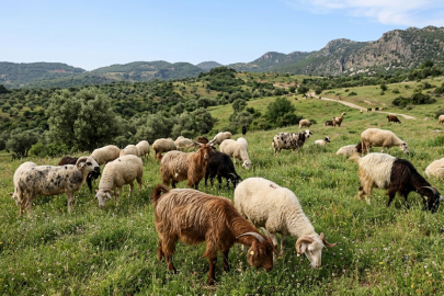 Hatay’da kurbanlık fiyatları belli oldu: İşte kilo kilo yeni tarife