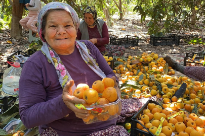 Mersin'de sarı altın mesaisi başladı: İhracat fiyatı dudak uçuklatıyor