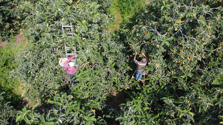 Mersin'de sarı altın mesaisi başladı İhracat fiyatı dudak uçuklatıyor 3