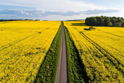Tekirdağ ve Edirne’de kanola tarlaları nerede, ne zaman gidilir?