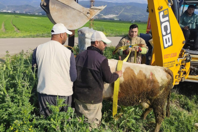 Hatay’da nefesler tutuldu! Kuyuya mahsur kalan büyükbaş hayvan için ekipler seferber oldu