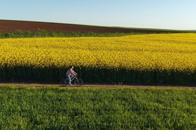 Edirne’de kanola tarlaları: Doğa turizmine ilgi artıyor