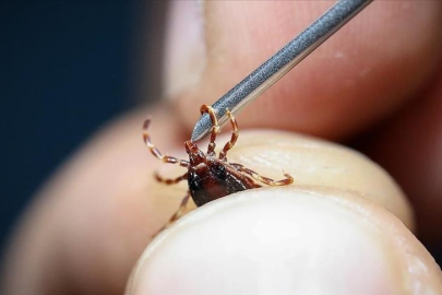 Kene vakalarında kritik uyarı: 10 gün içinde ölüme yol açabilir