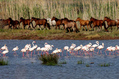 Yüzlerce canlı türüne ev sahipliği yapan doğa alanı için buluşma günü belli oldu