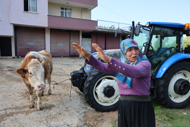 Adana Kozan'da şiddetli sağanak ahırları vurdu Hayvanlar telef oldu 2