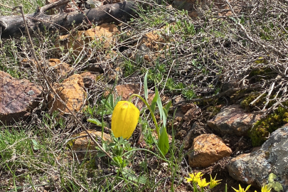 Bu laleyi koparanlara 700 bin TL para cezası var!