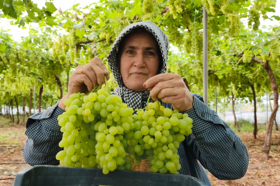 Mersin’de sezonun ilk hasadı yapıldı: Üzümler 600 liradan satıldı