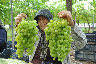 Mersin Silifke'de sezonun ilk örtü altı üzüm hasadı başladı