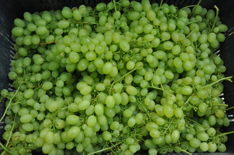 Mersin Silifke'de sezonun ilk örtü altı üzüm hasadı başladı 2