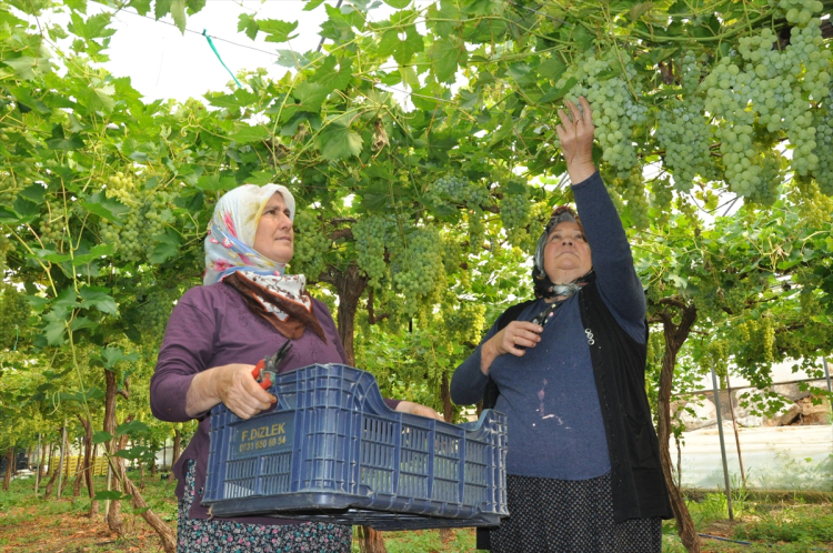 Mersin Silifke'de sezonun ilk örtü altı üzüm hasadı başladı 3