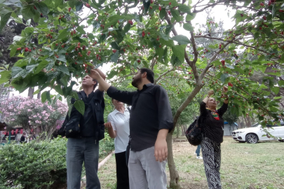 Şifa deposu karadutlar olmaya başladı