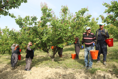 Mersin'de tescilli Mut kayısısında hasat mesaisi başladı