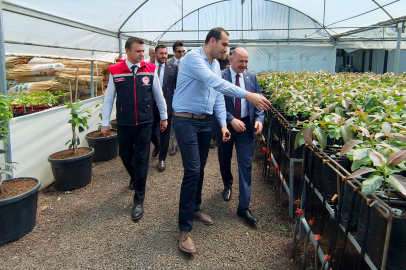 Avokado üretiminde dikkat çeken gelişme: Yüzlerce fidan dikime hazırlanıyor