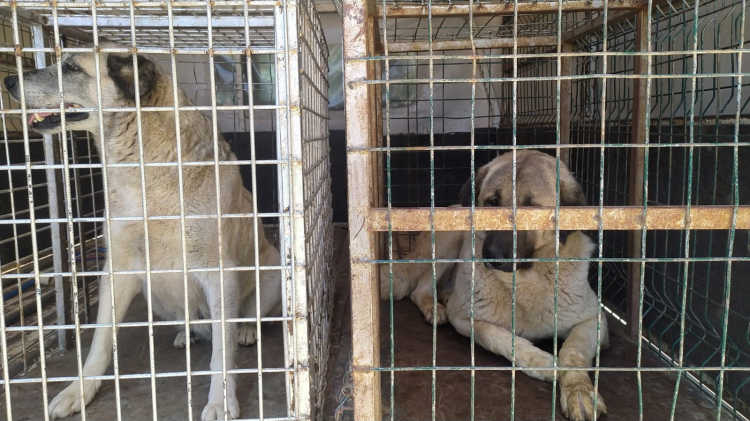 Hatay Reyhanlı'da köpek saldırısına uğrayan kardeşlerden birinde travmatik kafa sallama oluştu 4
