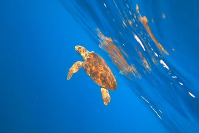 Alanya’da misinaya dolanan caretta caretta kurtarıldı