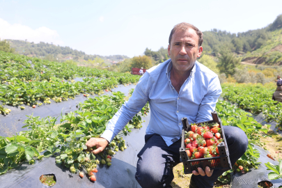 Hatay'da çilek üreticisi yağışlara rağmen hasada başladı