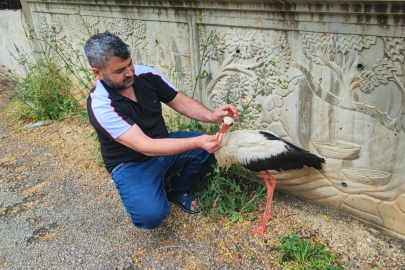 Adana’da yaralı leyleğe vatandaş sahip çıktı
