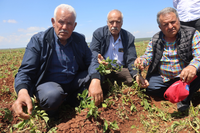 Hatay'da tarımsal afet: Amik Ovası'nda hasat öncesi dolu yağışı 6 bin dönüm araziyi vurdu