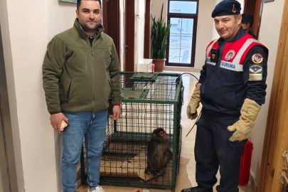Yozgat'ta Hint Şebeği olarak bilinen maymun jandarma tarafından yakalandı