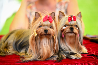 Antalya’da 1500 köpek podyuma çıktı! Uluslararası yarışma yoğun ilgi gördü