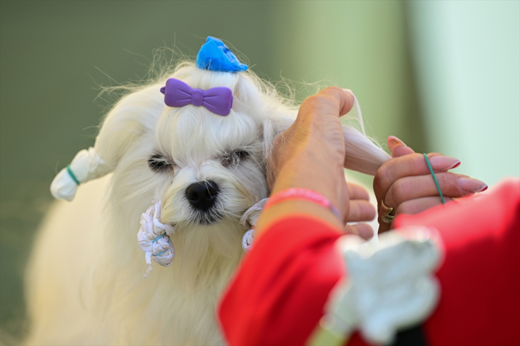 Antalya’da uluslararası köpek yarışması düzenlendi