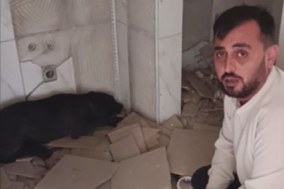 Canı pahasına merdivenleri tırmandı: Hayvansever vatandaştan alkışlanacak hareket