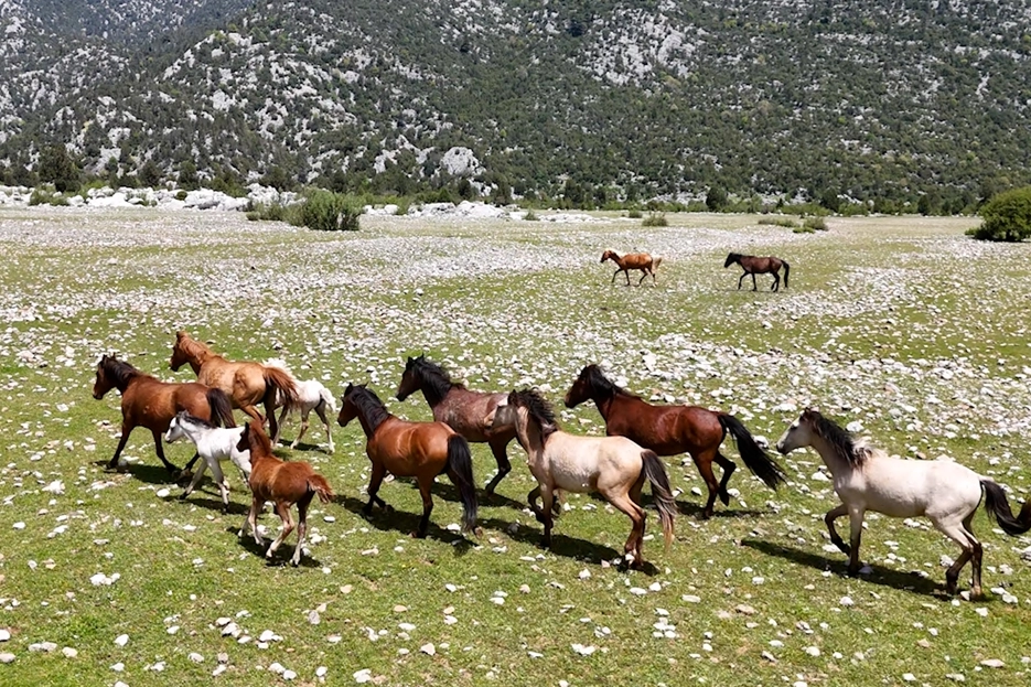 Eynif Ovası'nın yılkı atları dronla görüntülendi