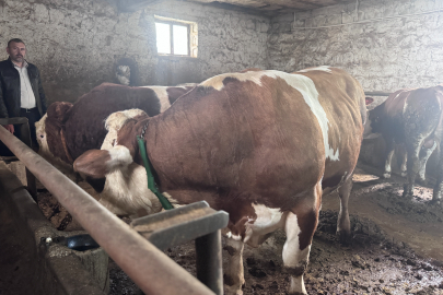 Kayseri'de 1 tonluk kurbanlık boğa "Kocaoğlan" alıcısını bekliyor.