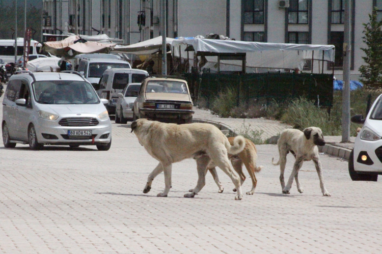 Hatay Erzin'de sokak köpeklerinin saldırdığı 7 yaşındaki çocuk korku dolu anlar yaşadı 2