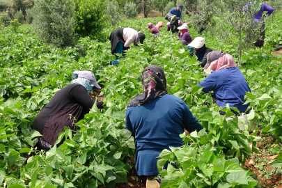 Mersin'de sarıkız fasulyesi hasadı başladı: Bahçe fiyatı 100 liraya ulaştı