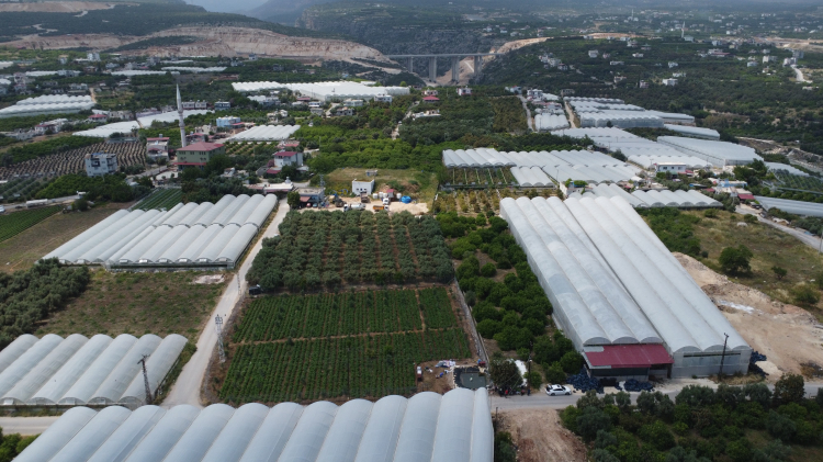 Mersin'de sarıkız fasulyesi hasadı başladı Bahçe fiyatı 100 liraya ulaştı 4