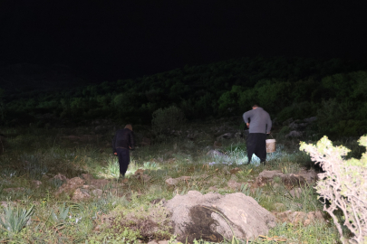 Gece fenerle dağa çıkıyorlar: Kilolarca toplayıp para kazanıyorlar