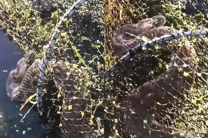 Gölde ‘piton’ paniği: Gerçek çok farklı çıktı