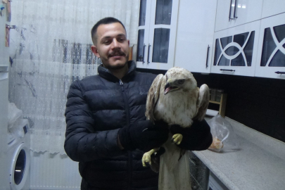 Karapınar’da duyarlı vatandaş yaralı şahini koruma altına aldı