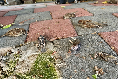Yağmurun ardından acı manzara: Vatandaşlar gözlerine inanamadı