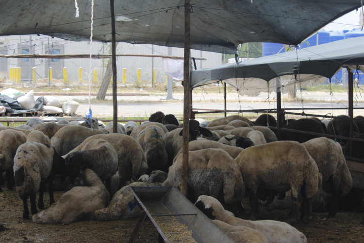 Adana’da kurbanlık satışları bayram öncesi hız kazandı