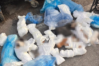 İzmir’de 33 kedinin ölümüyle ilgili veteriner hekime tutuklama kararı