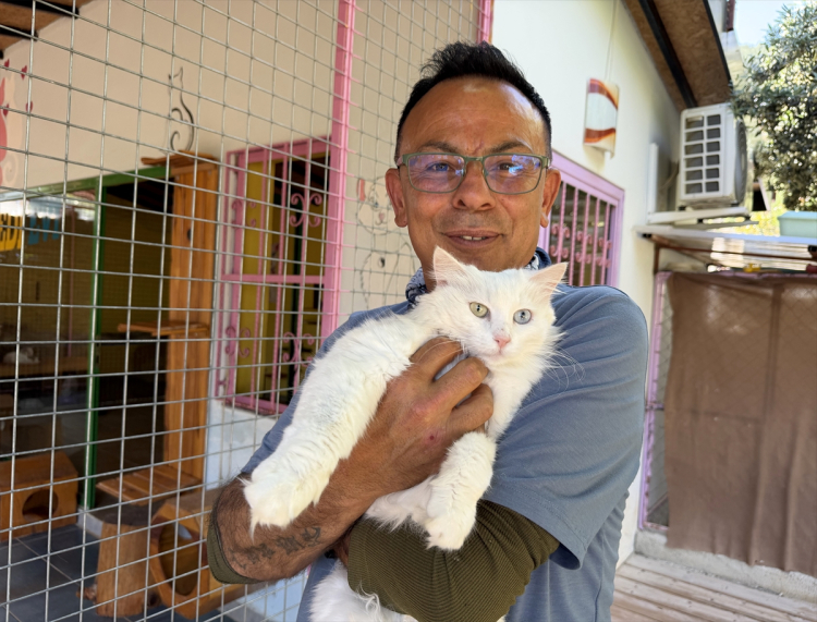 kedi